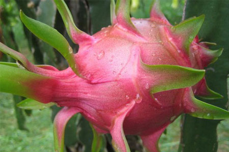 能夠美白祛斑的火龍果